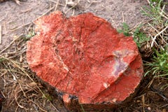Petrified Wood, Petrified Forest Np, Arizona Stock Image