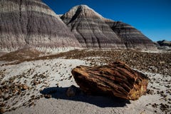 petrified пуща Известный пункт на трассе 66 стоковое фото rf petrified пуща Известный пункт на трассе 66 стоковое фото rf