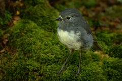 Petroica australis - South Island Robin - toutouwai - endemic New Zealand forest bird sitting on the grounde royalty free stock photo Petroica australis - South Island Robin - toutouwai - endemic New Zealand forest bird sitting on the grounde royalty free stock photo