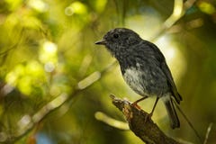 Petroica longipes - North Island Robin - toutouwai - endemic New Zealand forest bird sitting on the branch in the forest stock image Petroica longipes - North Island Robin - toutouwai - endemic New Zealand forest bird sitting on the branch in the forest stock image