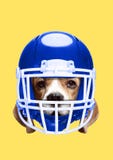 Pets rights. Modern design. Contemporary art collage. royalty free stock images Pets rights. Modern design. Contemporary art collage. royalty free stock images