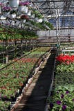 petunia Coloque con las flores de la primavera y del verano en potes de la ejecución en un invernadero Petunias coloreadas en pot imagen de archivo petunia Coloque con las flores de la primavera y del verano en potes de la ejecución en un invernadero Petunias coloreadas en pot imagen de archivo