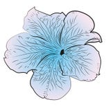 Petunia Flower Illustration Royalty Free Stock Image