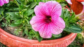 Petunia x hybrida pink flower in pot gardening stock photos Petunia x hybrida pink flower in pot gardening stock photos