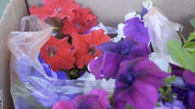 Petunia nelle borse Petunia nelle borse