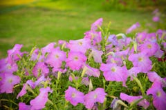 Petunia púrpura Imágenes de archivo libres de regalías Petunia púrpura Imágenes de archivo libres de regalías