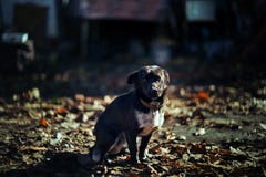 Peu de chien brille photo stock Peu de chien brille photo stock
