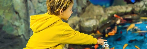 Peu de garçon, enfant observant le banc des poissons nageant dans l'oceanarium, enfants appréciant la vie sous-marine dans la BAN photos stock Peu de garçon, enfant observant le banc des poissons nageant dans l'oceanarium, enfants appréciant la vie sous-marine dans la BAN photos stock