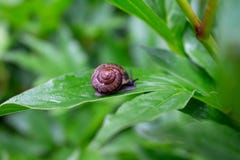 Peu escargot dans le jardin après la pluie photo libre de droits Peu escargot dans le jardin après la pluie photo libre de droits