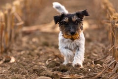 Peu Jack Russell Terrier hirsute doux porte un épi de maïs et fonctionne au-dessus d'un champ image stock Peu Jack Russell Terrier hirsute doux porte un épi de maïs et fonctionne au-dessus d'un champ image stock