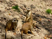 Peu Meerkats regardant autour photos stock Peu Meerkats regardant autour photos stock
