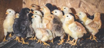 Peu poulets dans une couveuse ? la ferme images stock Peu poulets dans une couveuse ? la ferme images stock