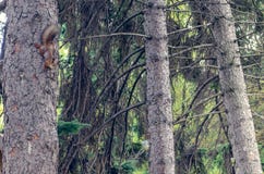 Peu écureuil avec la queue pelucheuse sur un arbre dans une forêt de pin images stock Peu écureuil avec la queue pelucheuse sur un arbre dans une forêt de pin images stock