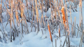 Peut sentir le froid extrême pendant le matin photos stock Peut sentir le froid extrême pendant le matin photos stock