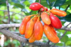 Pezones del carabao de la fruta de Blume del rufa de Uvaria, fruta del bosque, frutas rojas de la leche de búfalo en el bosque, H imagenes de archivo Pezones del carabao de la fruta de Blume del rufa de Uvaria, fruta del bosque, frutas rojas de la leche de búfalo en el bosque, H imagenes de archivo