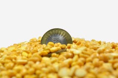 Pełny Arhar, masoor Dhal lub Toor Dal Gołębi groch w dal na isolted białym tle z 5 rupii monet hindusa walutą zdjęcie royalty free Pełny Arhar, masoor Dhal lub Toor Dal Gołębi groch w dal na isolted białym tle z 5 rupii monet hindusa walutą zdjęcie royalty free