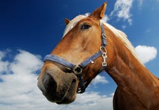 Pferd Pferd