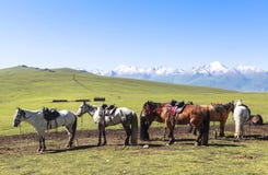Pferd in der Wiese von Xinjiang, China lizenzfreies stockbild Pferd in der Wiese von Xinjiang, China lizenzfreies stockbild