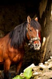Pferd in einem Stall lizenzfreie stockbilder Pferd in einem Stall lizenzfreie stockbilder