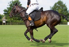 Pferd im Polospiel lizenzfreie stockbilder Pferd im Polospiel lizenzfreie stockbilder