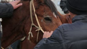 Pferd und Reiter Pferd und Reiter