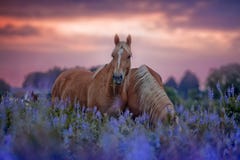 Pferde auf dem Blumengebiet bei Sonnenaufgang lizenzfreies stockfoto Pferde auf dem Blumengebiet bei Sonnenaufgang lizenzfreies stockfoto