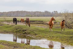 Pferde und Fohlen, die in der Weide weiden lassen stockfoto Pferde und Fohlen, die in der Weide weiden lassen stockfoto