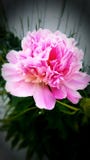 Pfingstrosenrosa stockbild Pfingstrosenrosa stockbild