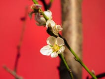 Pfirsichbaum mit rosa Pfirsichblumen lizenzfreie stockbilder Pfirsichbaum mit rosa Pfirsichblumen lizenzfreie stockbilder