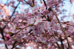Pflaume blüht in voller Blüte lizenzfreie stockfotos Pflaume blüht in voller Blüte lizenzfreie stockfotos