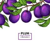 Pflaumenniederlassungsgrenze Hand gezeichnete lokalisierte Frucht Sommerlebensmittelillustration Stockbild Pflaumenniederlassungsgrenze Hand gezeichnete lokalisierte Frucht Sommerlebensmittelillustration Stockbild