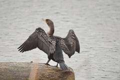 Phalacrocorax Dobro-com crista Auritus do cormorão foto de stock Phalacrocorax Dobro-com crista Auritus do cormorão foto de stock