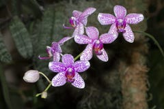 Phalaenopsis Carnival Bonsall stock photos Phalaenopsis Carnival Bonsall stock photos
