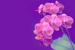 Phalaenopsis cor-de-rosa da orqu?dea no fundo roxo Ramo da orqu?dea Ramalhete imagem de stock Phalaenopsis cor-de-rosa da orqu?dea no fundo roxo Ramo da orqu?dea Ramalhete imagem de stock