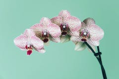 Phalaenopsis-Orchidee auf einem geen Hintergrund Lizenzfreie Stockbilder Phalaenopsis-Orchidee auf einem geen Hintergrund Lizenzfreie Stockbilder