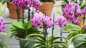Phalaenopsis orchids flowers bloom in spring