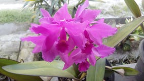 Phalaenopsis van de orchidee royalty-vrije stock fotografie Phalaenopsis van de orchidee royalty-vrije stock fotografie