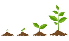 Green Sprout Set, Vector Illustration vector illustration Green Sprout Set, Vector Illustration vector illustration
