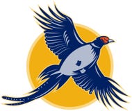 Pheasant Bird Flying Stock Images