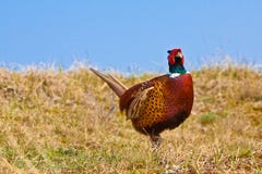 Pheasant Male Stock Images