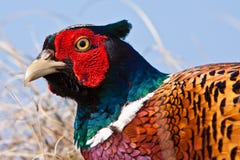 Pheasant Male Closeup Royalty Free Stock Photos