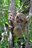 Philippine Tarsier lizenzfreies stockfoto Philippine Tarsier lizenzfreies stockfoto
