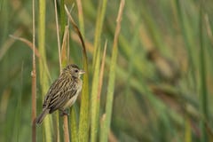 Philippinus Ploceus ткача Baya садилось на насест на высокорослой траве стоковое изображение rf Philippinus Ploceus ткача Baya садилось на насест на высокорослой траве стоковое изображение rf
