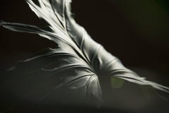 Philodendron d'avanguardia con luce nebbiosa fotografia stock libera da diritti Philodendron d'avanguardia con luce nebbiosa fotografia stock libera da diritti