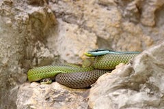 Philodryasbaroni, Baron` s groene raceauto, steen dichtbij rivierhabitat Het wildscène van aard Slang van Bolivië, Argentinië, Pa royalty-vrije stock fotografie Philodryasbaroni, Baron` s groene raceauto, steen dichtbij rivierhabitat Het wildscène van aard Slang van Bolivië, Argentinië, Pa royalty-vrije stock fotografie