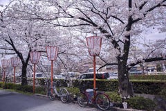 Sakura season in Kyoto Stock Photo Sakura season in Kyoto Stock Photo