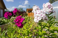 Phlox in the garden Stock Images Phlox in the garden Stock Images