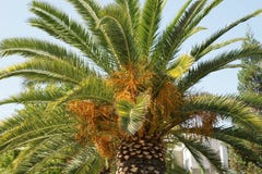Phoenix canariensis, Canary Island Date Palm Stock Images Phoenix canariensis, Canary Island Date Palm Stock Images