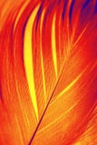 Phoenix feather