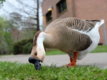 Angry goose eating bread at the park royalty free stock photography Angry goose eating bread at the park royalty free stock photography